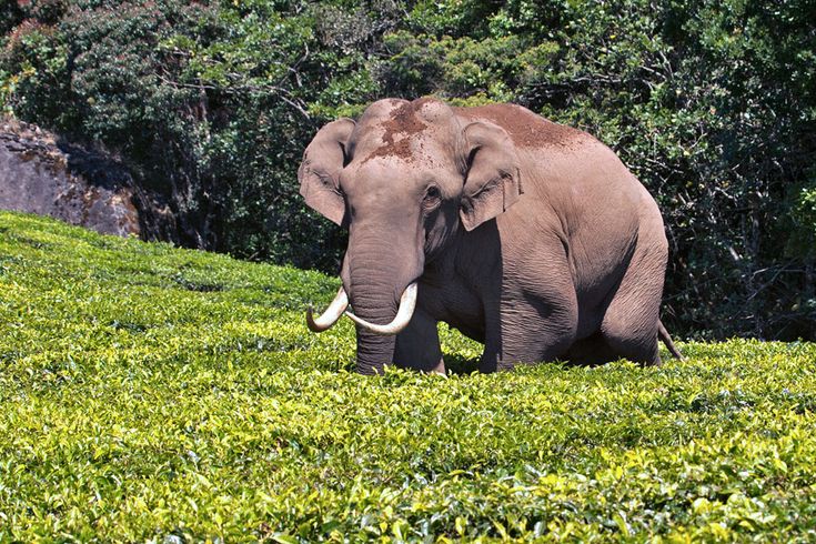 Munnar Travel Guide 2025: Best Places to Visit, Things to Do & How to Plan Your&nbsp;Trip