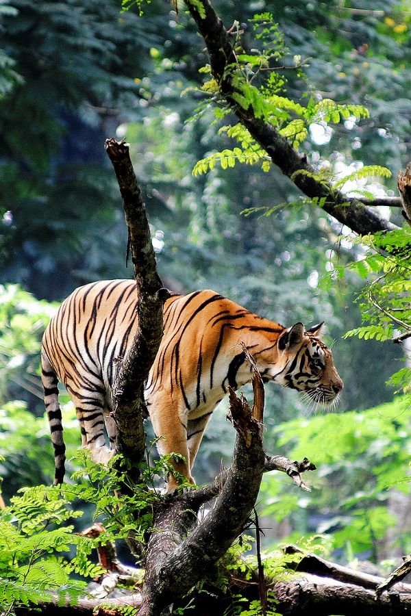 Into the Wild: Exploring Mudumalai & Bandipur – South India’s Wildlife Paradise